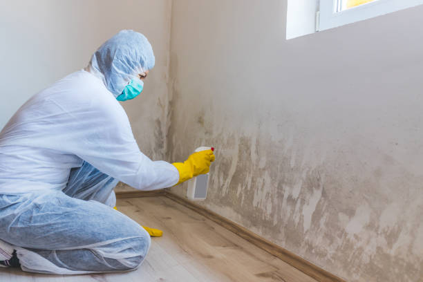 Licensed Mold Remediation service in Gig Harbor, WA - WQB Mold Removal
